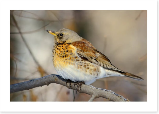 Birds