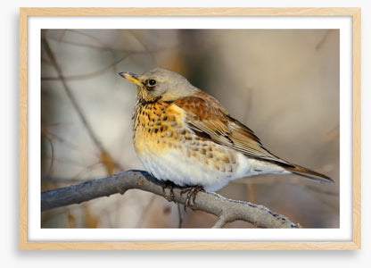 Birds
