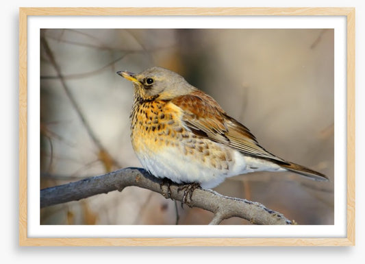 Birds