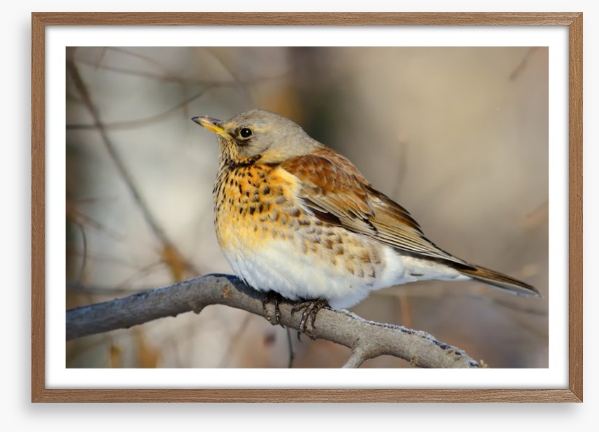 Birds