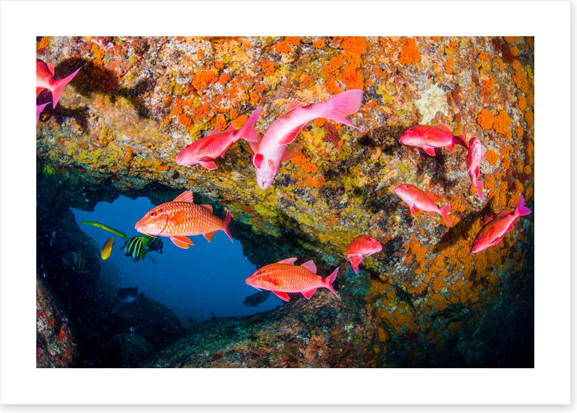 Goatfish gap