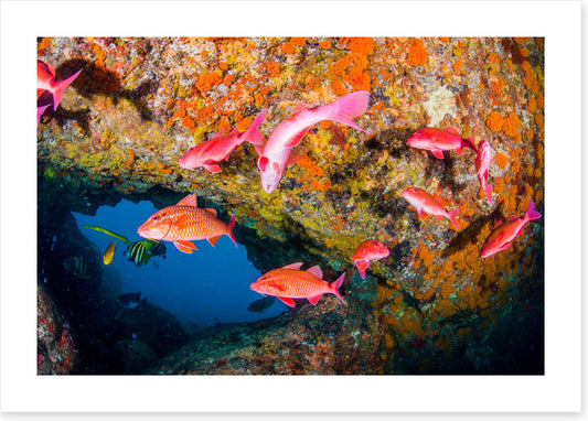 Goatfish gap
