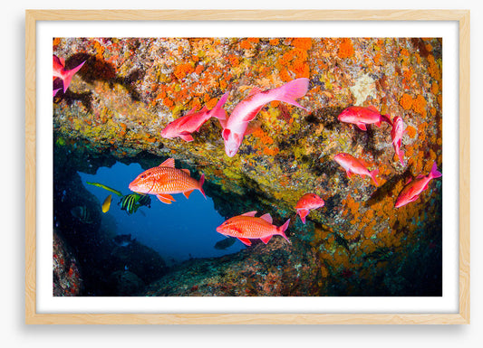 Goatfish gap