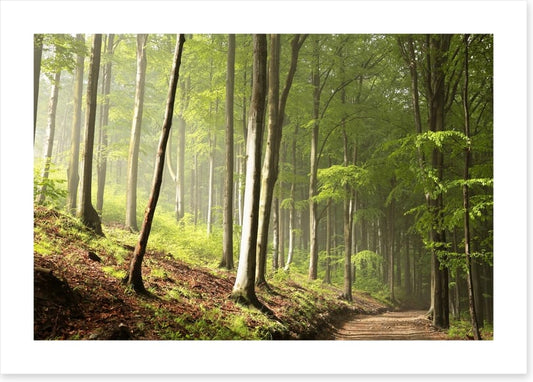 Timberland trail