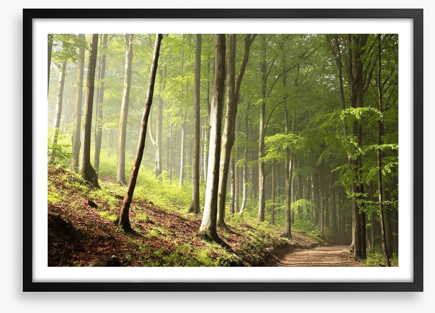 Timberland trail