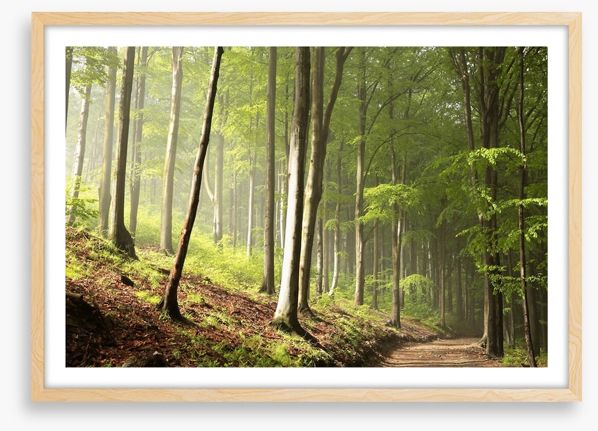Timberland trail