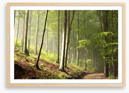 Timberland trail