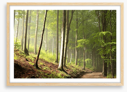 Timberland trail