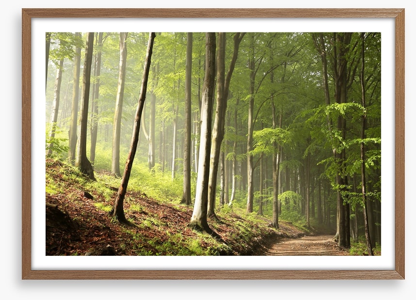 Timberland trail