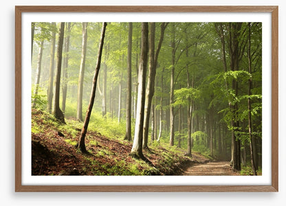 Timberland trail