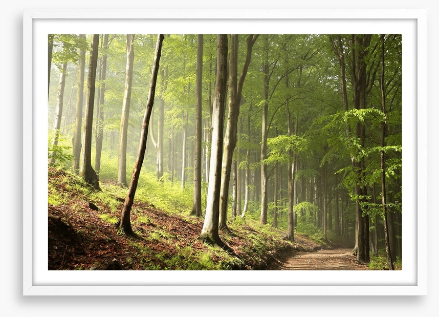 Timberland trail