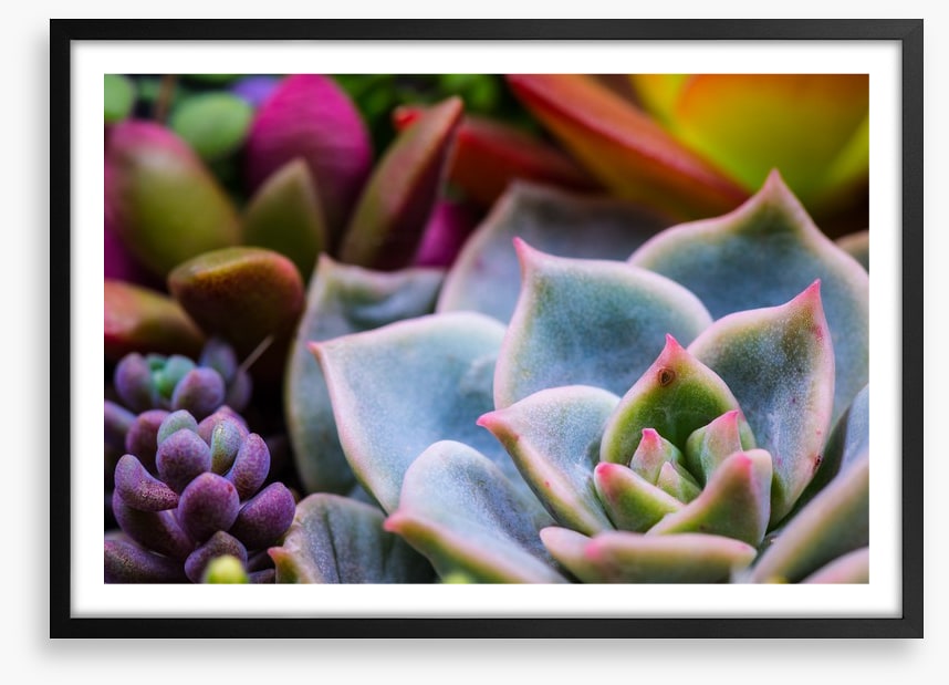 Succulent by nature