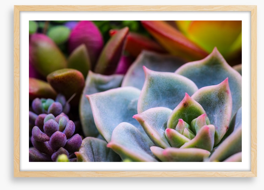 Succulent by nature