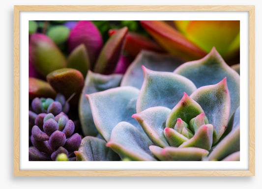 Succulent by nature
