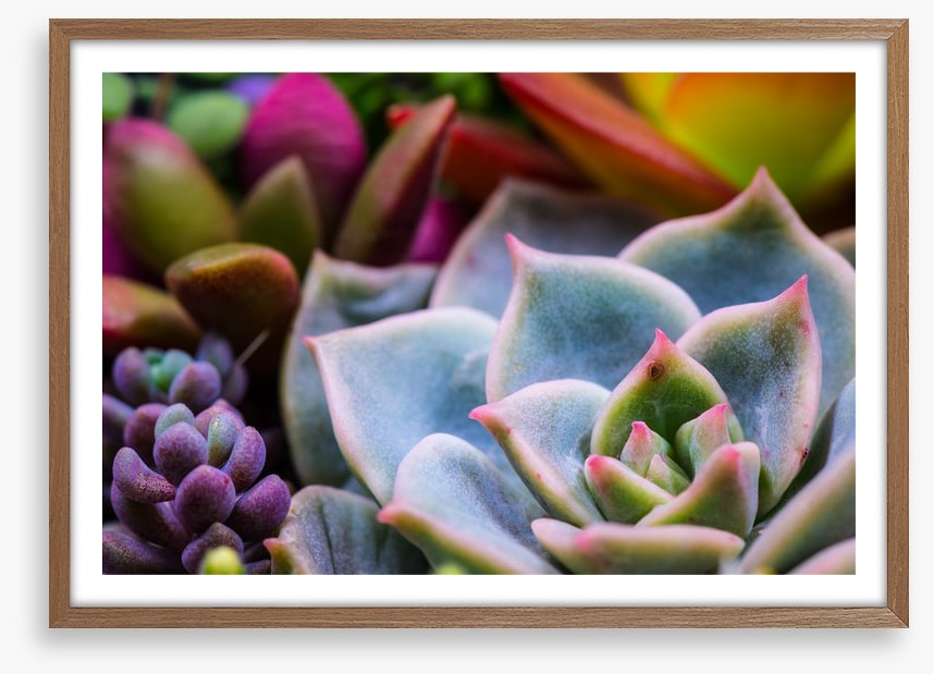 Succulent by nature
