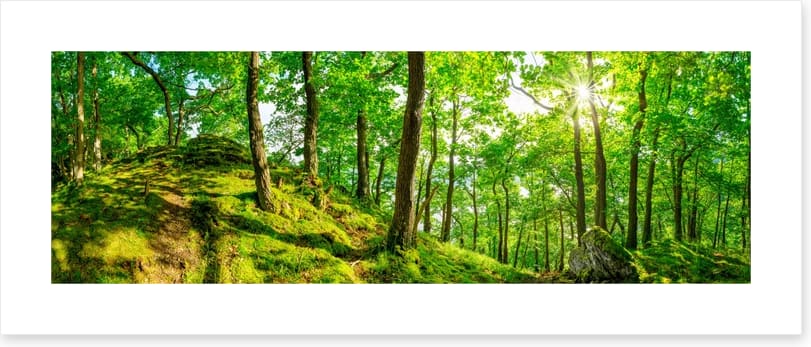 Top of the forest