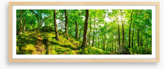 Top of the forest