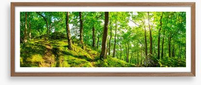 Top of the forest
