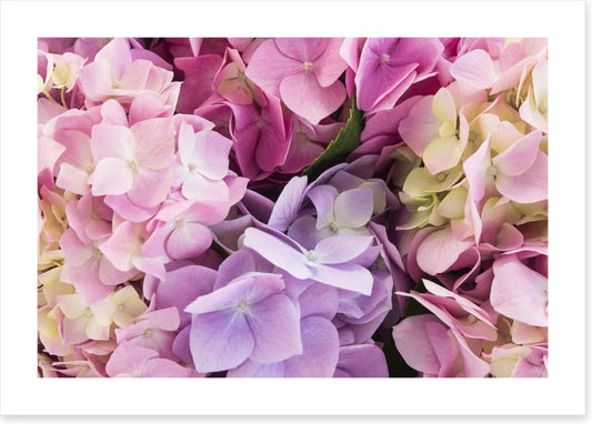 Hydrangea delight