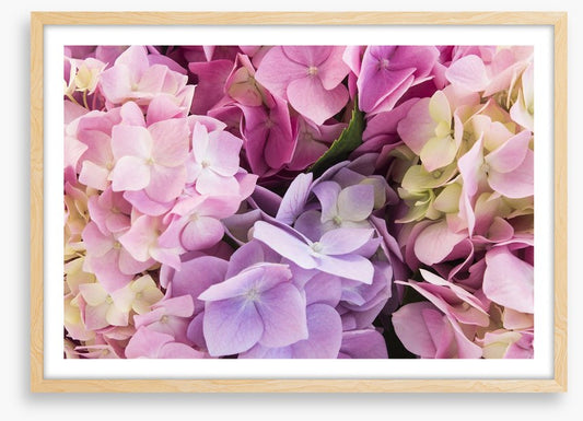 Hydrangea delight