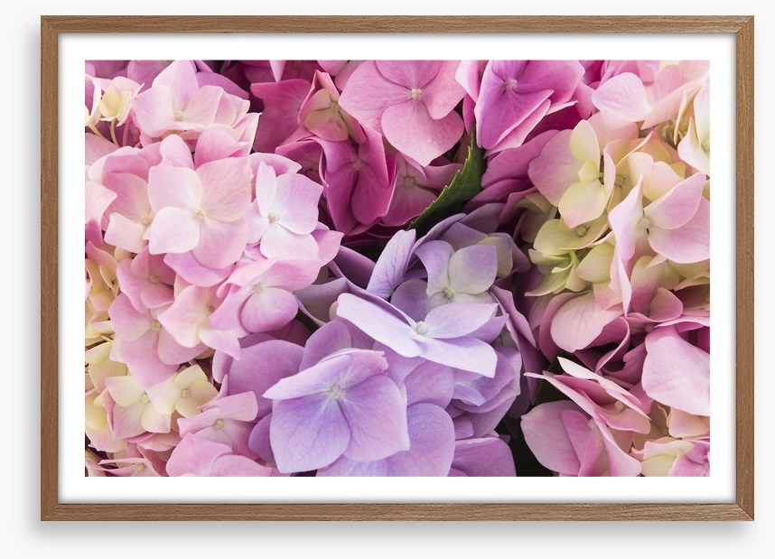 Hydrangea delight