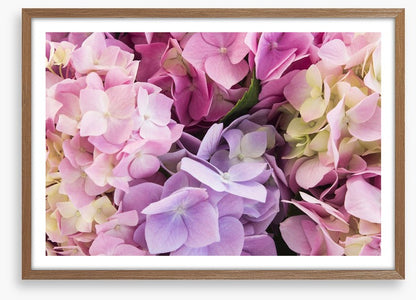 Hydrangea delight