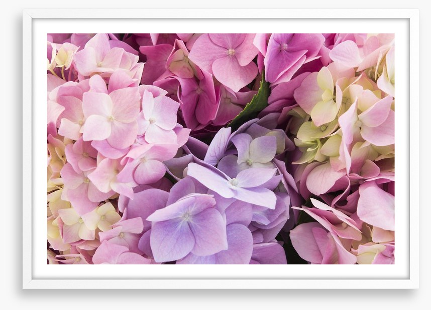 Hydrangea delight