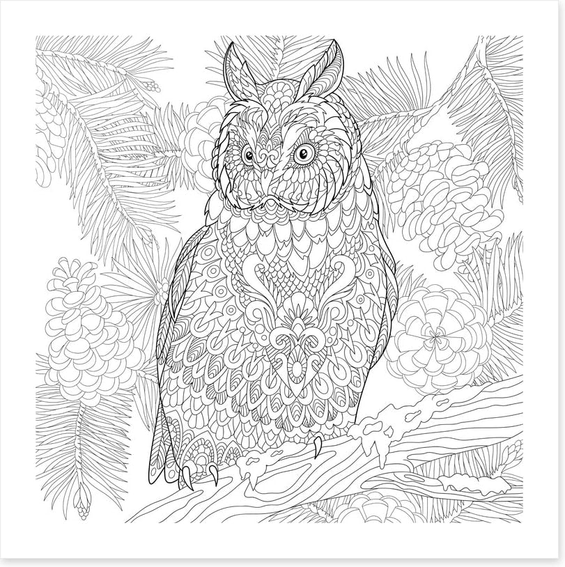 Colour me owl