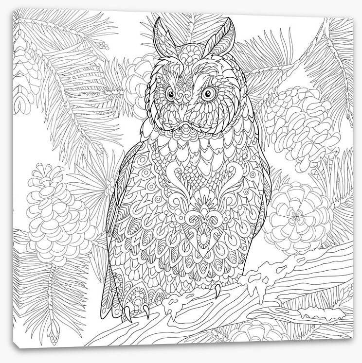 Colour me owl