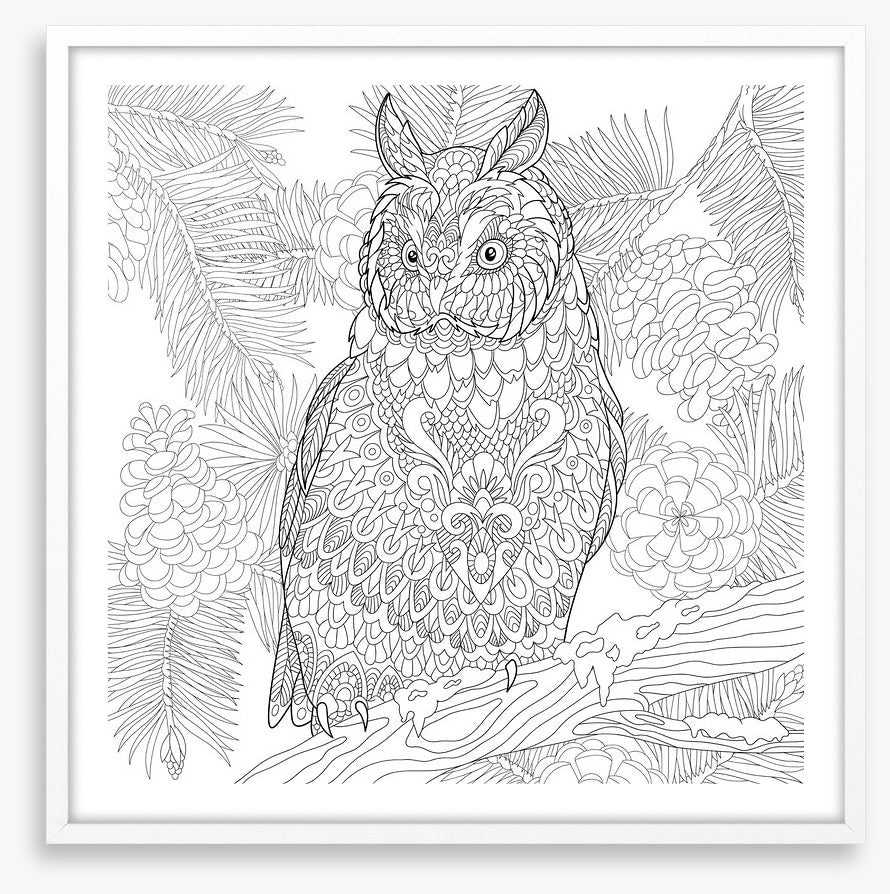 Colour me owl