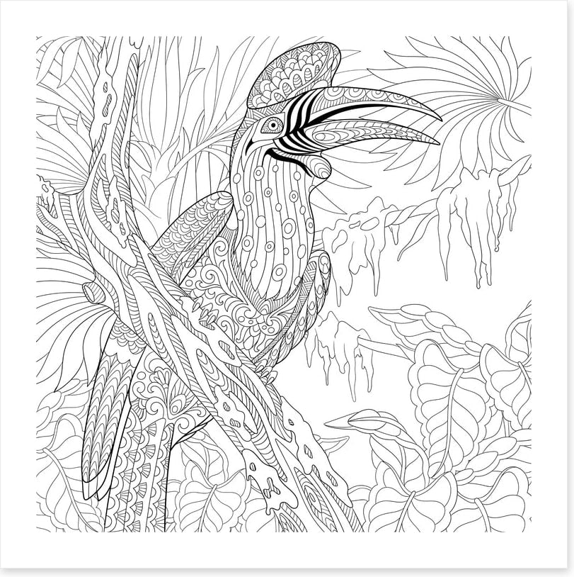 Colour me hornbill