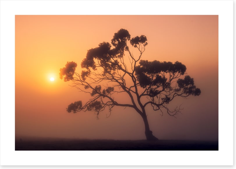 Trees