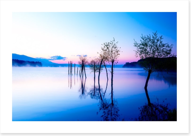 Trees in the water