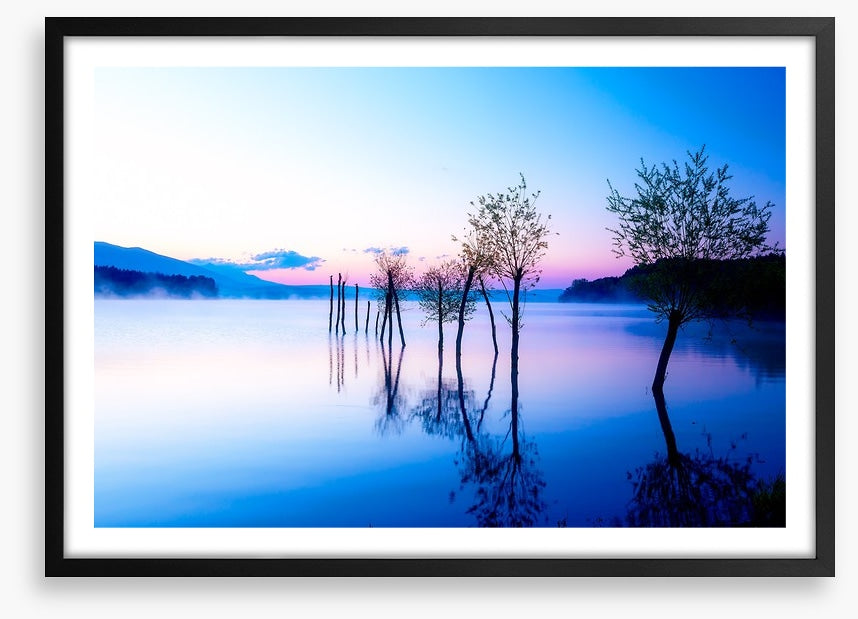 Trees in the water