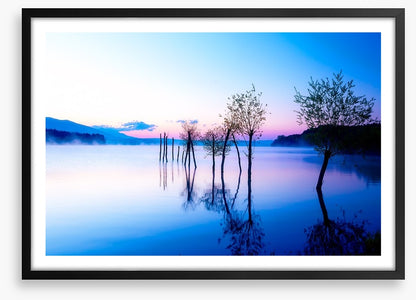 Trees in the water