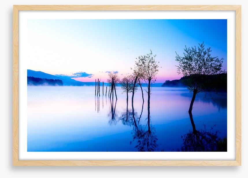 Trees in the water