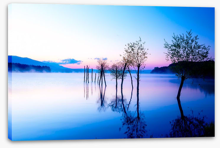 Trees in the water