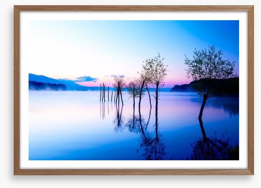 Trees in the water