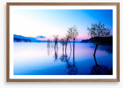 Trees in the water