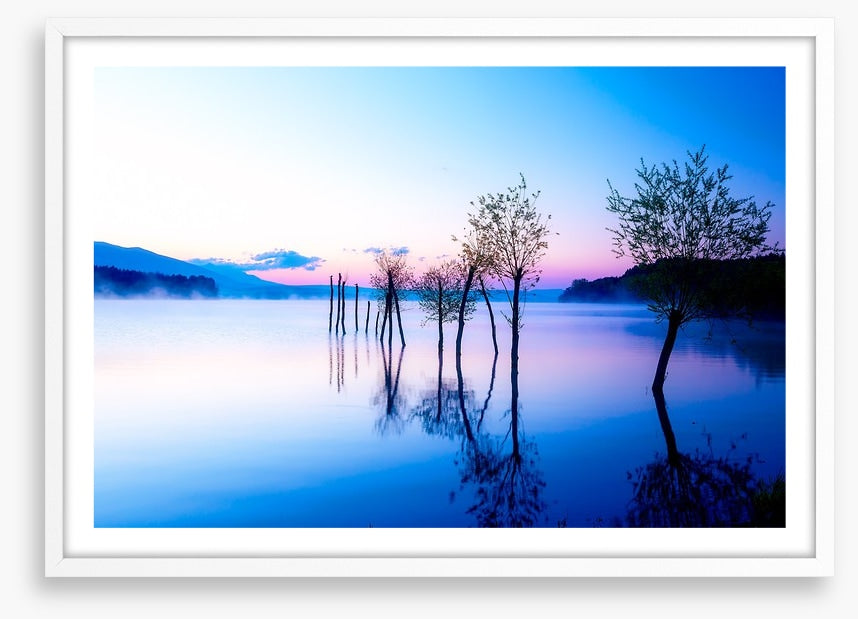Trees in the water