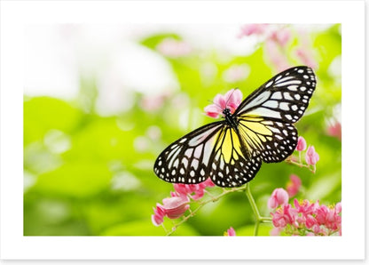 Swallowtail season