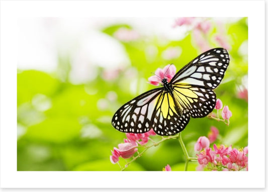 Swallowtail season