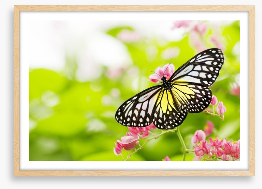 Swallowtail season