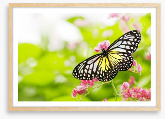 Swallowtail season