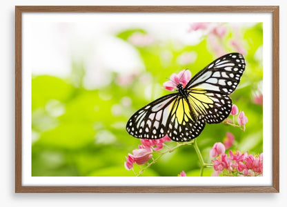 Swallowtail season