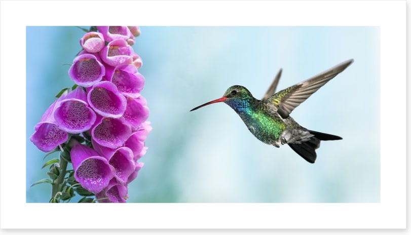 Foxglove and hummingbird