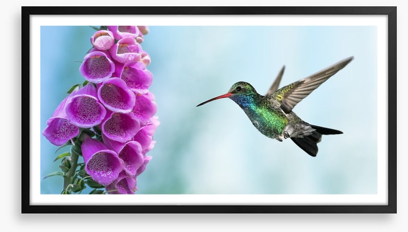 Foxglove and hummingbird