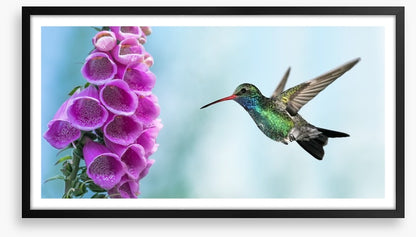 Foxglove and hummingbird