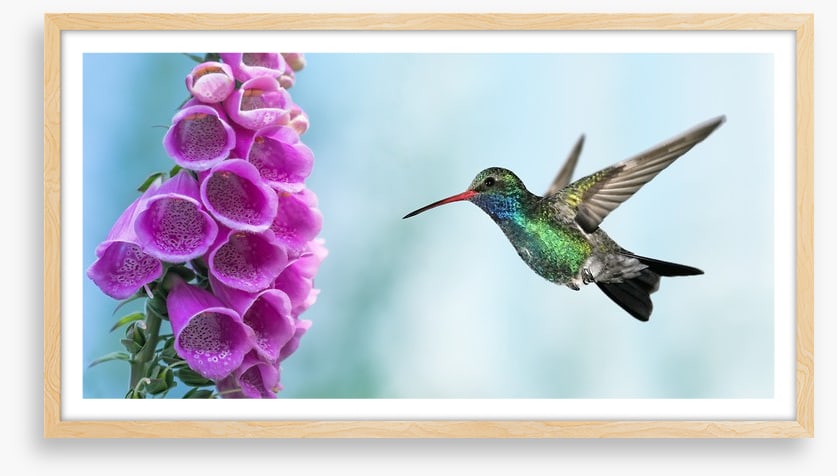 Foxglove and hummingbird