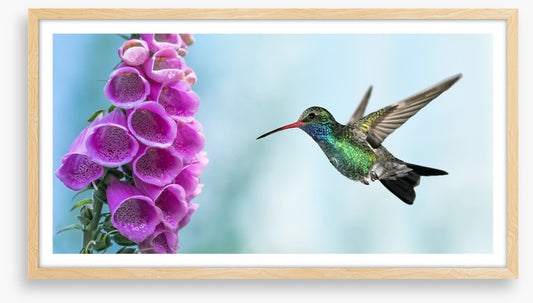Foxglove and hummingbird
